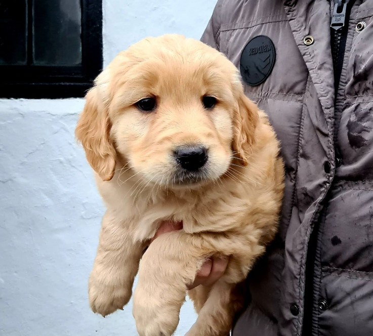 Golden Retriever puppies