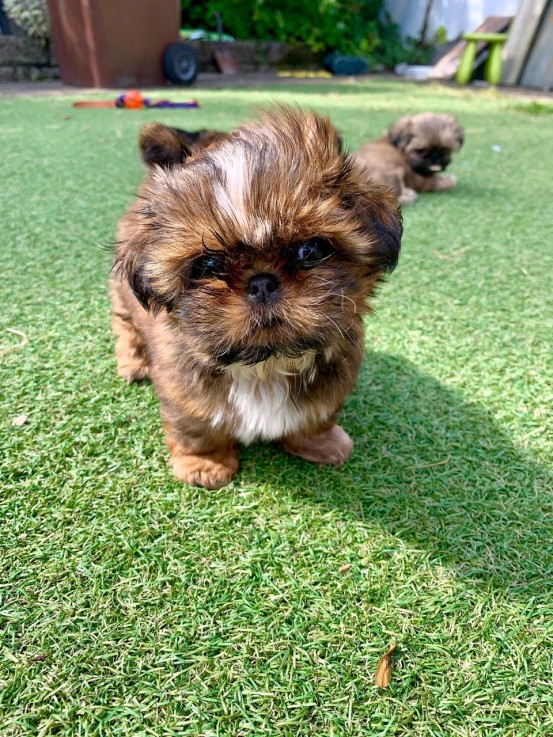 Gorgeous shih tzu puppies all ready