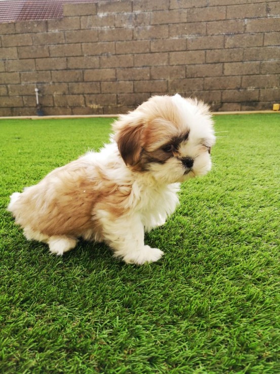 Gorgeous shih tzu puppies all ready