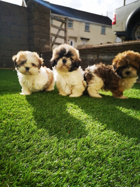 Gorgeous shih tzu puppies all ready