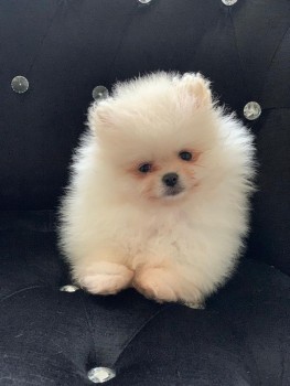 Cute Pomeranain puppies for Sale