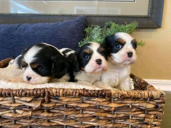   Cavalier Puppies  