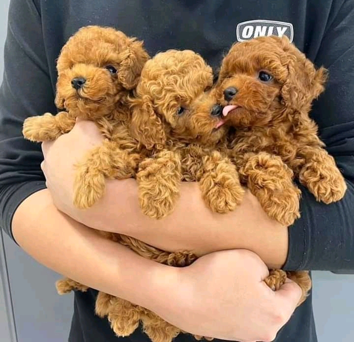 Awesome Toy Poodle puppies all ready for