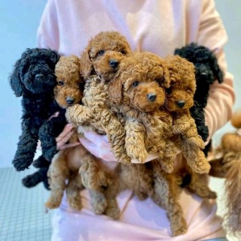 Awesome Toy Poodle puppies all ready for