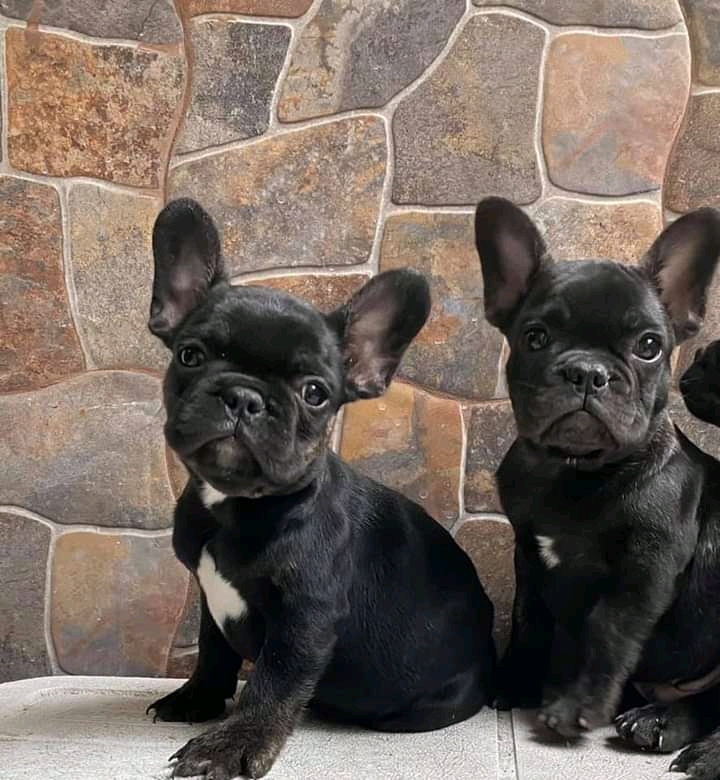 Beautiful French Bulldog Puppies