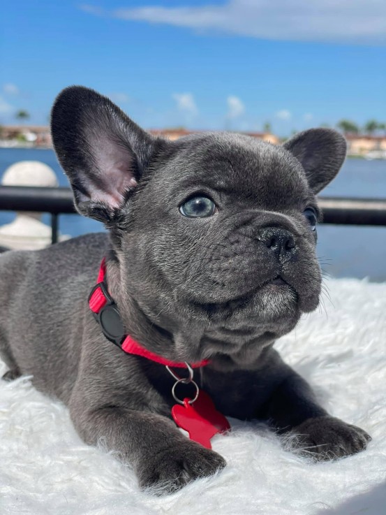 Beautiful French Bulldog Puppies