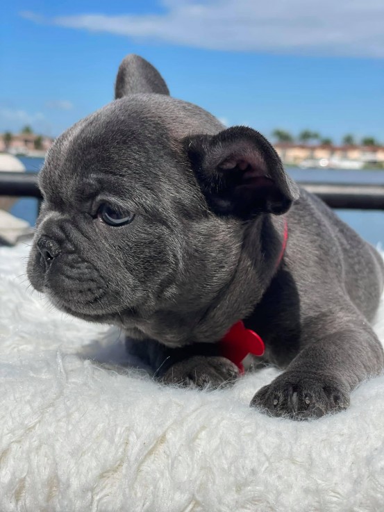 Beautiful French Bulldog Puppies