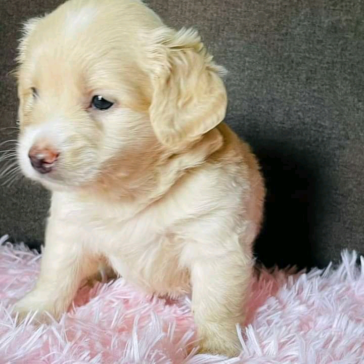  Cavapoo puppies