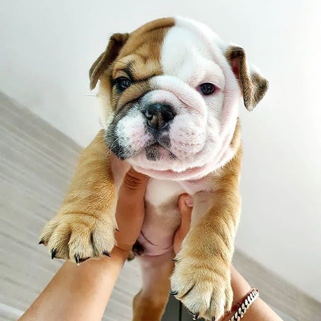 LOVELY ENGLISH BULLDOG READY FOR ADOPTIO