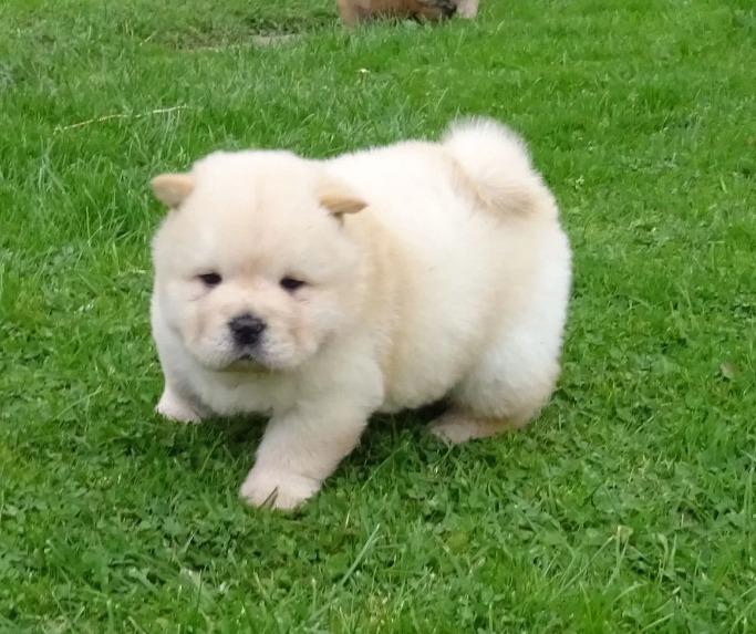 LOVELY CHOW CHOW READY FOR ADOPTION.