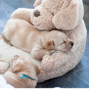 LOVELY LABRADOR READY FOR ADOPTION.