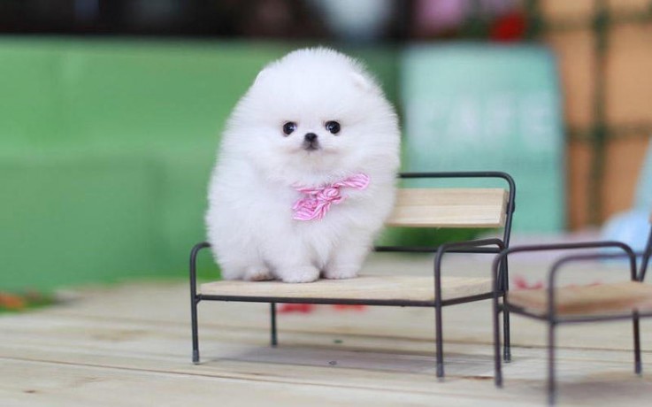  loving Pomeranian ready for adoption. H