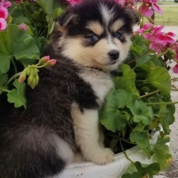 LOVELY POMSKY READY FOR ADOPTION.