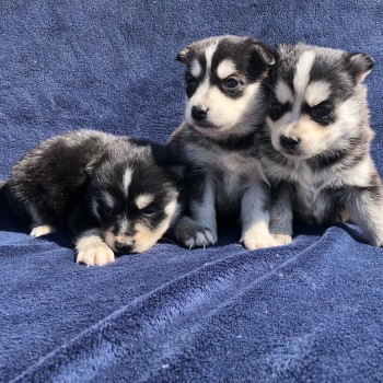 LOVELY POMSKY READY FOR ADOPTION.