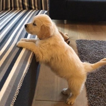 Lovely Golden retriever Puppies Availabl