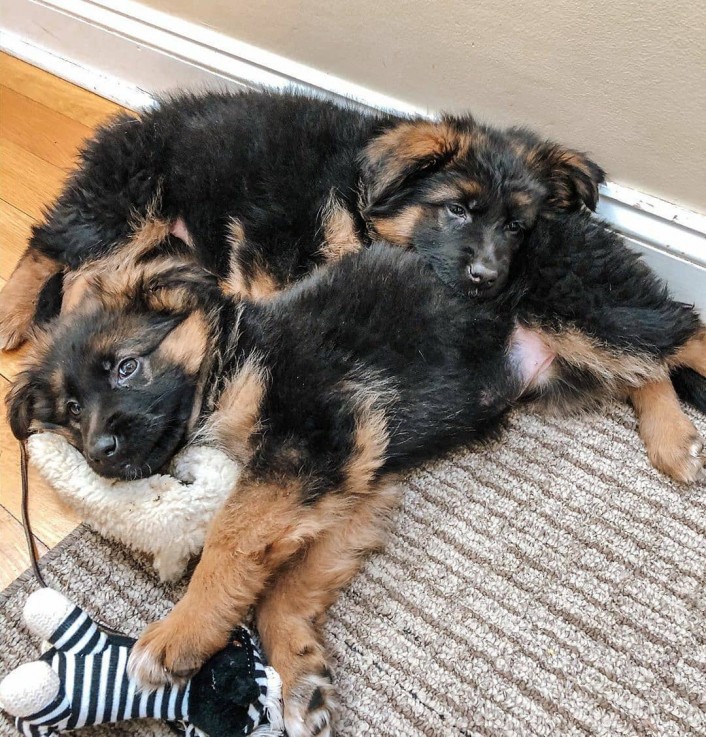 Male And Female German Shepherd Puppies 