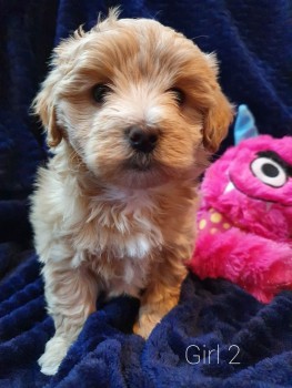 LOVELY MALTIPOO READY FOR ADOPTION.