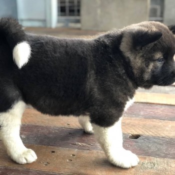 LOVELY AKITA READY FOR ADOPTION.