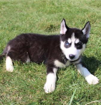 LOVELY SIBERIAN HUSKKY READY FOR ADOPTIO