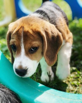 BEAUTIFULL BEAGLE READY FOR ADOPTION. 