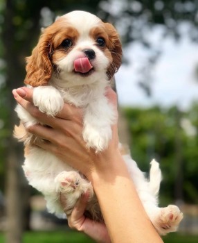 BEAUTIFULL CAVALIER KING CHERLES SPANIEL