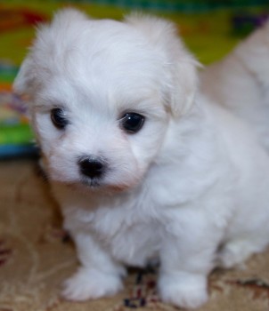 ADOREBLE MALTESE READY FOR ADOPTION.