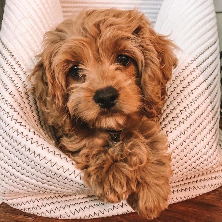 BEAUTIFULL COCKAPOO READY FOR ADOPTION.