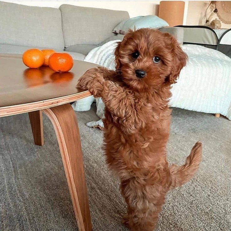 BEAUTIFULL COCKAPOO READY FOR ADOPTION.