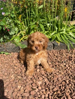 LOVELY CAVAPOO READY FOR ADOPTION.