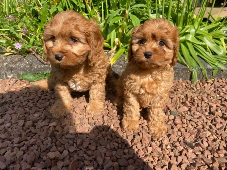 LOVELY CAVAPOO READY FOR ADOPTION.