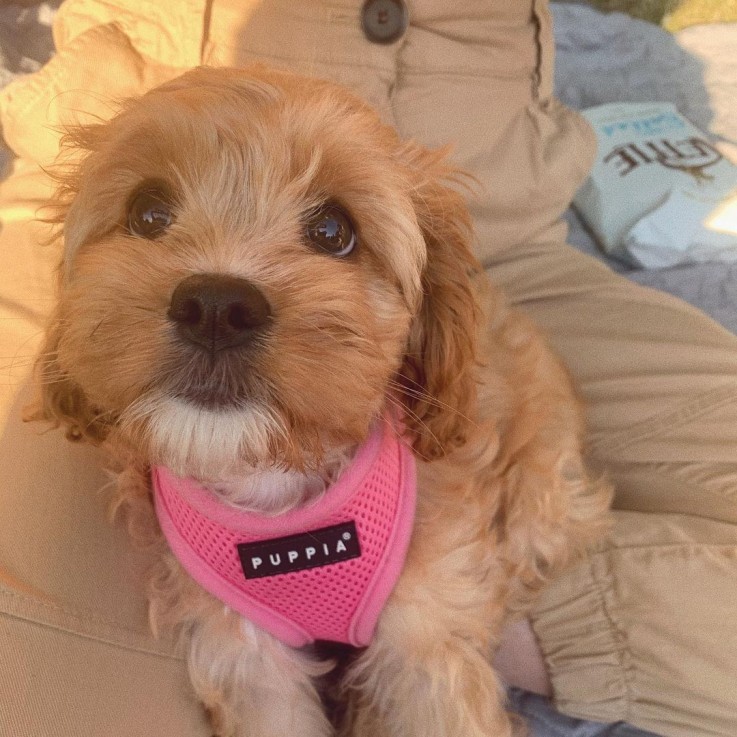 LOVELY CAVAPOO READY FOR ADOPTION.