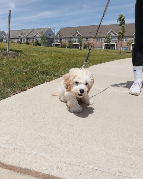 ADOREBLE CAVACHON READY FOR ADOPTION.