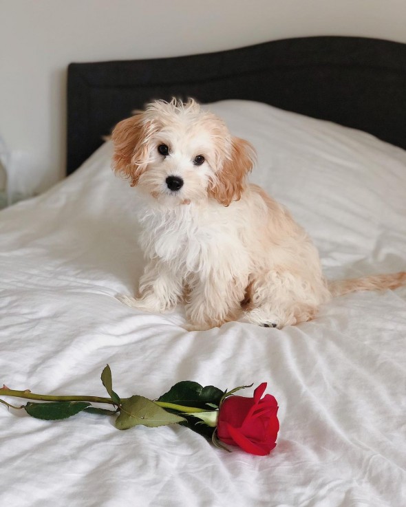 ADOREBLE CAVACHON READY FOR ADOPTION.