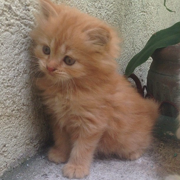 Lovely male and female Persian kittens r