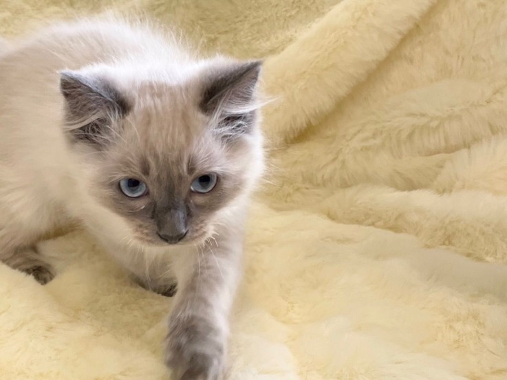 Beautiful Ragdoll Kittens Available for 