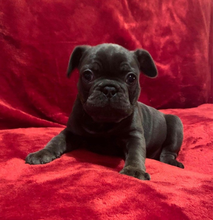 Beautiful French Bulldog Puppies