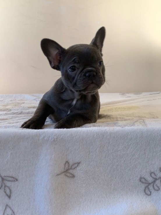 Beautiful French Bulldog Puppies