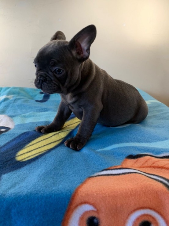 Beautiful French Bulldog Puppies