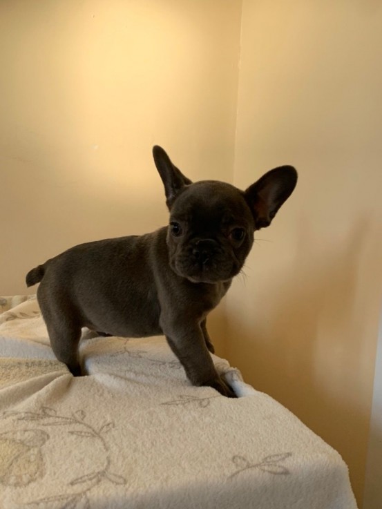 Beautiful French Bulldog Puppies