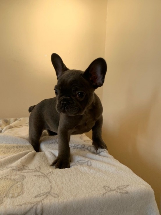 Beautiful French Bulldog Puppies