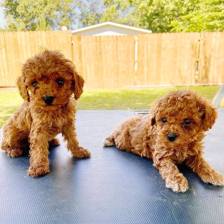 Awesome Toy Poodle puppies all ready for