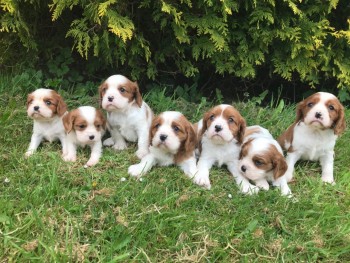 Cavalier King Charles  Pups for Sale