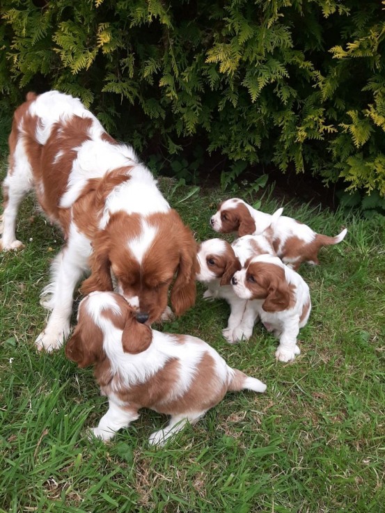 Cavalier King Charles  Pups for Sale