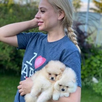 OUTSTANDING POMERANAIN PUPPIES FOR ADOPT