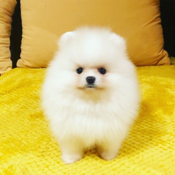 OUTSTANDING POMERANAIN PUPPIES FOR ADOPT