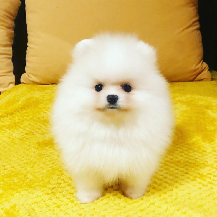 OUTSTANDING POMERANAIN PUPPIES FOR ADOPT