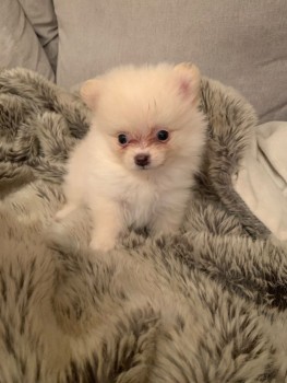 OUTSTANDING POMERANAIN PUPPIES FOR SALE