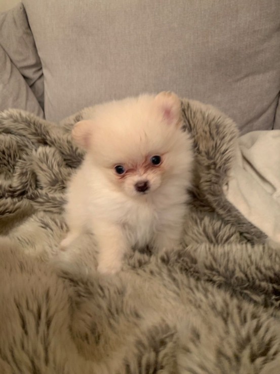 OUTSTANDING POMERANAIN PUPPIES FOR SALE