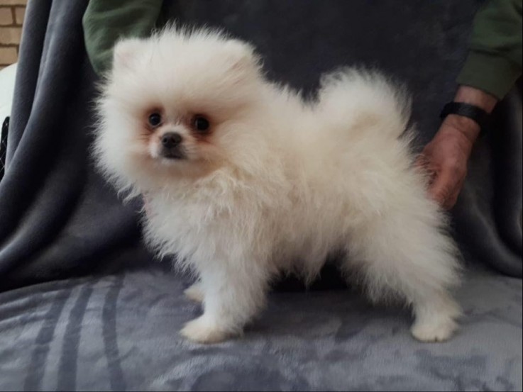 OUTSTANDING POMERANAIN PUPPIES FOR SALE