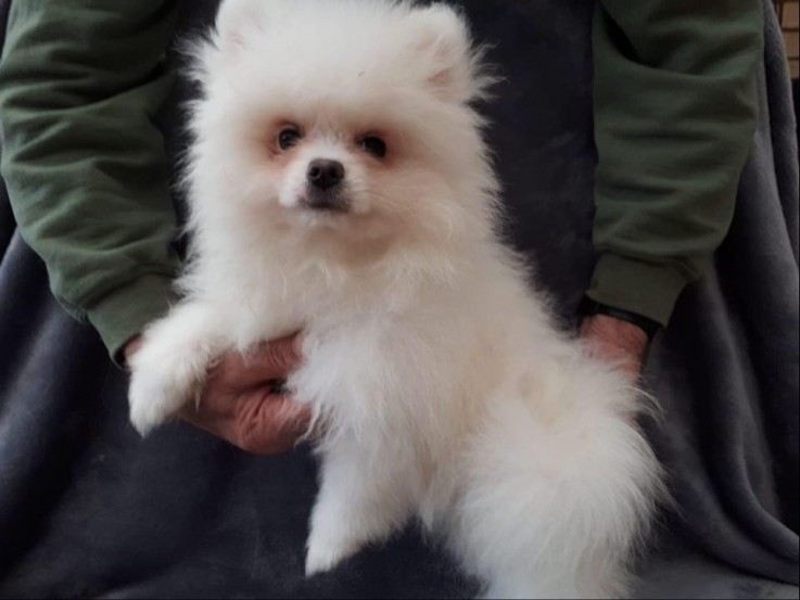 OUTSTANDING POMERANAIN PUPPIES FOR SALE